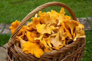 chanterelles sepeti