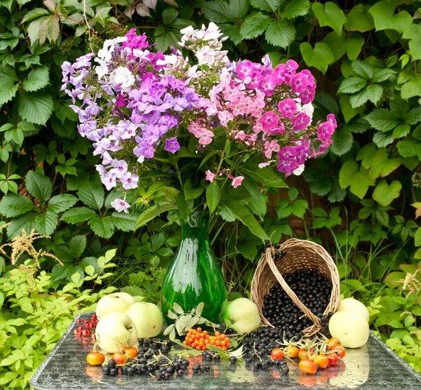 Stilleben boquet phloxes, äpplen och svarta vinbär — Stockfoto