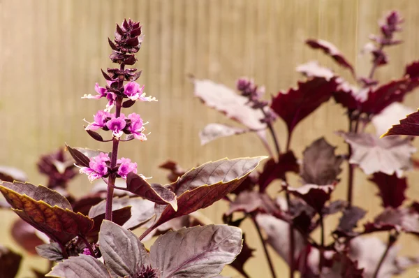 Plantas de albahaca con flores —  Fotos de Stock