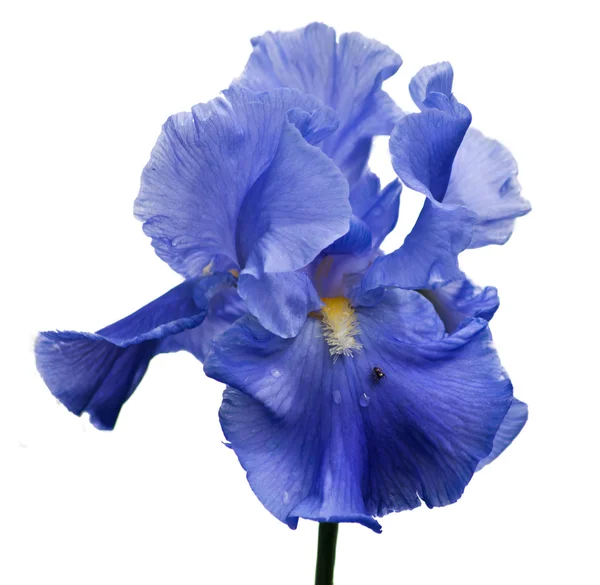 Iris bleu et petite araignée isolés sur blanc — Photo