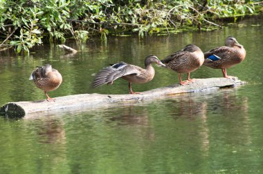 dört ördeklerin oturmuş oturum açma