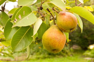 iki armut ağacı dalı üzerinde büyüyen