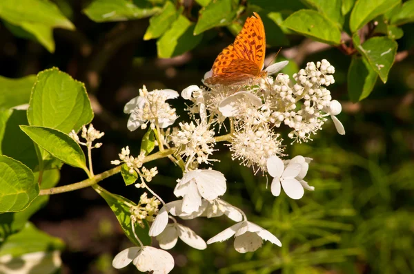 Оранжевая бабочка сидит на белой гортензии — стоковое фото