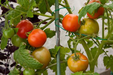 Kırmızı ve yeşil domates bitki üzerinde büyüyen