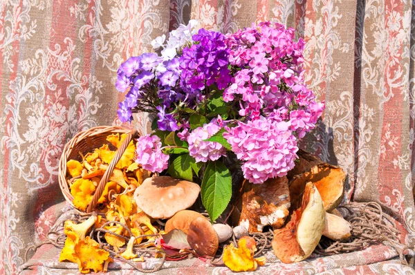 Phlox bouquet with chanterelles and boletus edulis mushrooms still life — Stock Photo, Image