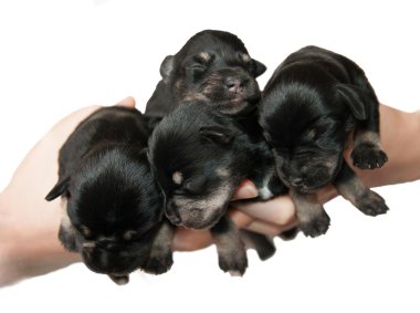 dört silah üzerinde beyaz izole küçük minyatür schnauzer kukla siyah ve gümüş