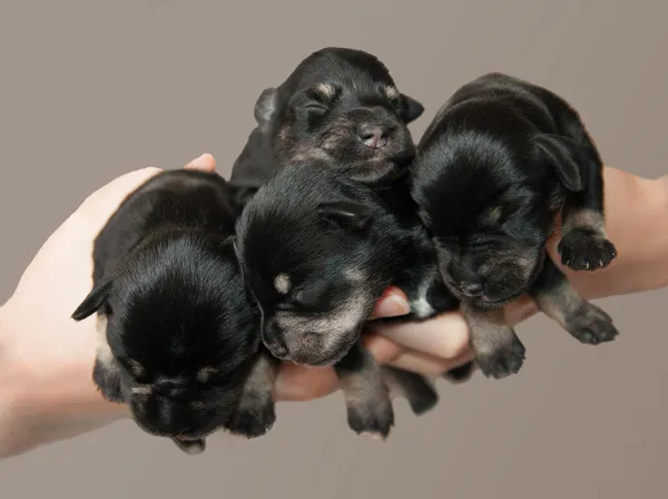 Cuatro cachorritos en brazos — Foto de Stock
