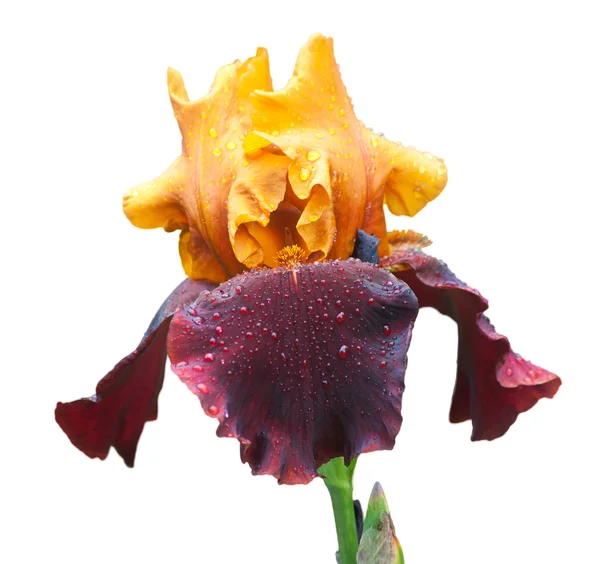 Yellow and violet wet iris — Stock Photo, Image