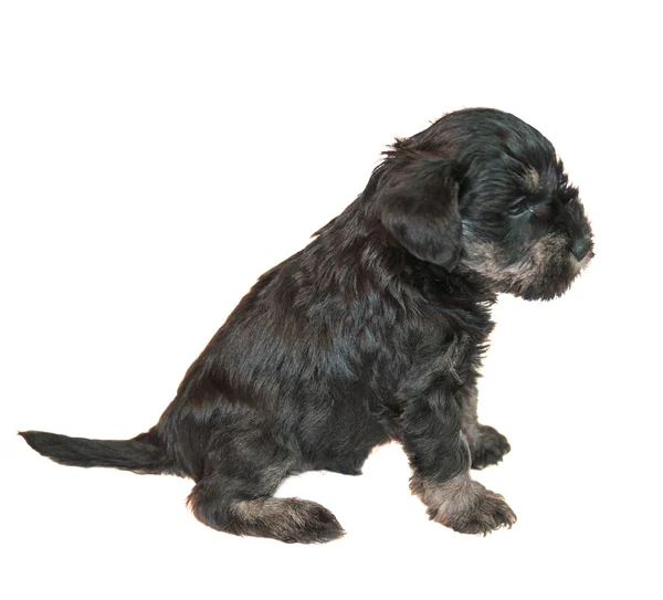 Miniatura schnauser cucciolo isolato su bianco — Foto Stock