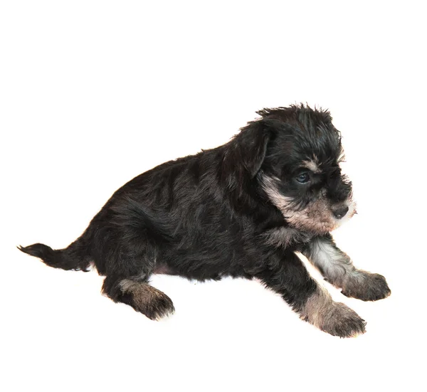 Миниатюрный щенок schnauser изолирован на белом фоне — стоковое фото