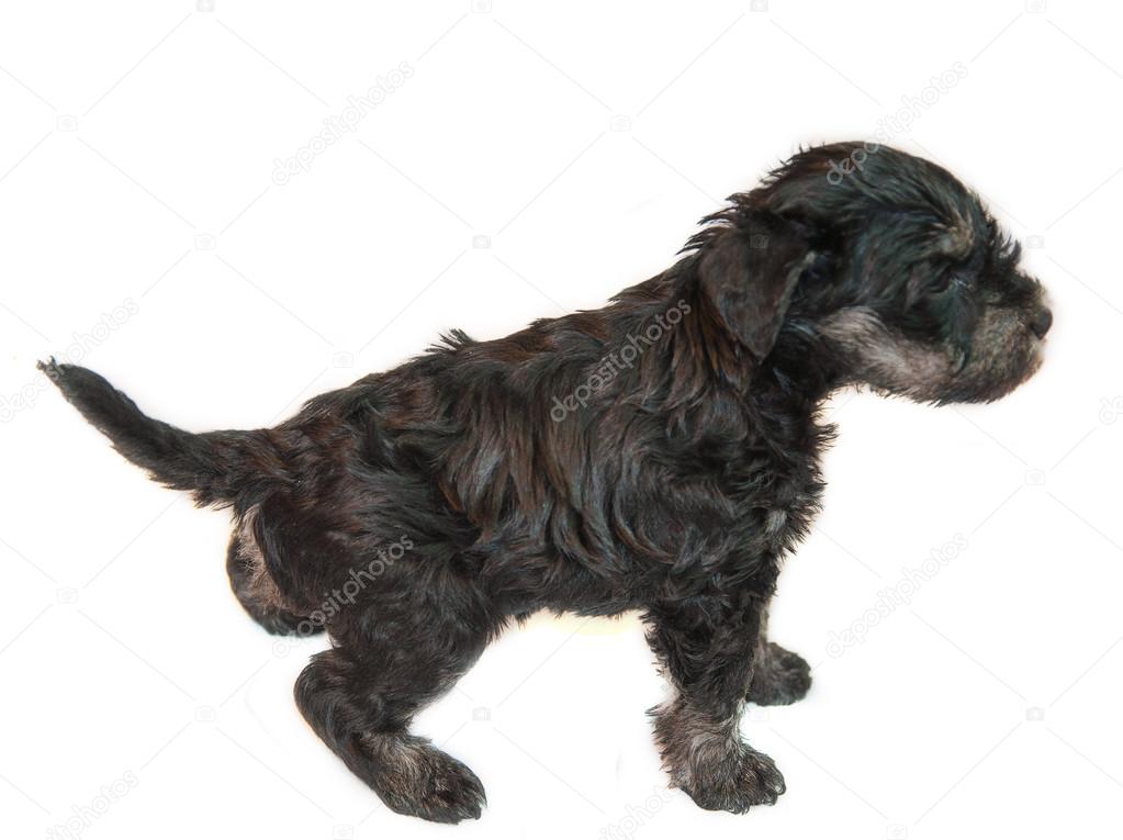 Miniature schnauzer puppy isolated on white background