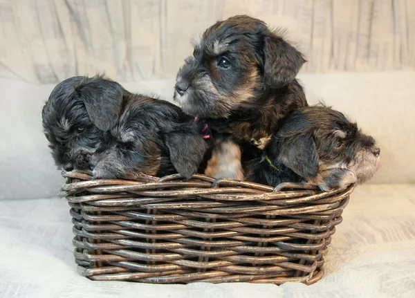 Four miniature schnauzer puppies sitting in the box — Stock Photo, Image