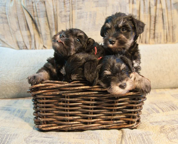 Four miniature schnauzer puppies sitting in the box — Stock Photo, Image