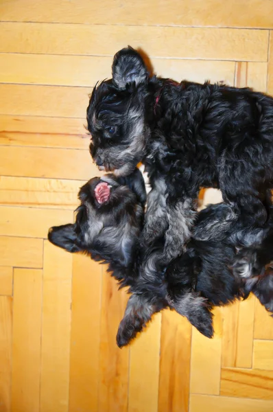 Legen und Spielen von zwei Schnauzerwelpen von oben — Stockfoto