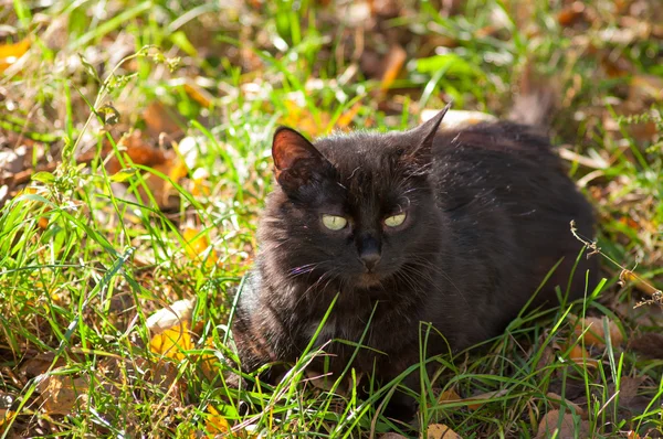 Czarny kot na trawie — Zdjęcie stockowe