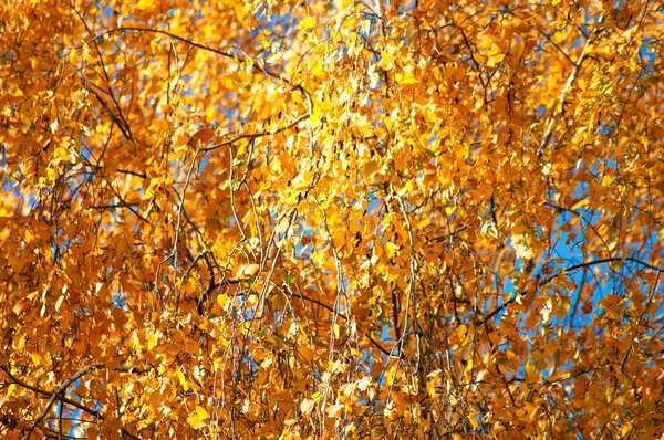 Birch folhas amarelas no céu fundo azul — Fotografia de Stock