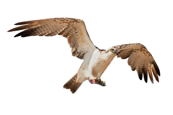 Zitten en het verspreiden van zijn vleugels falcon geïsoleerd op wit — Stockfoto