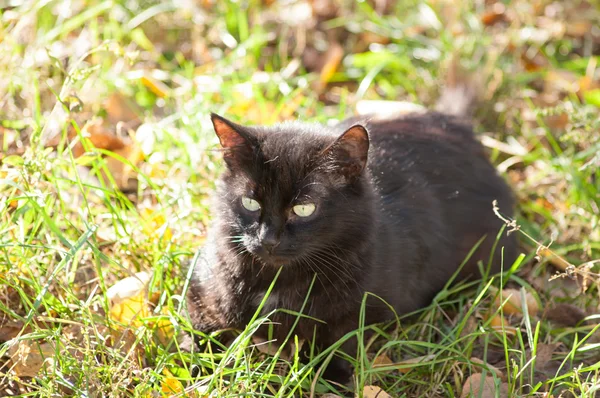 Czarny kot na trawie — Zdjęcie stockowe
