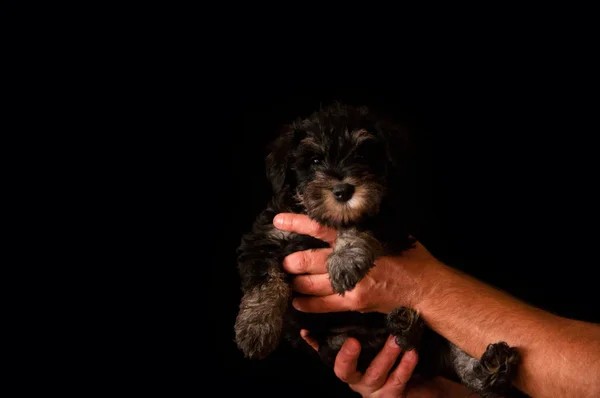 Schnauzer puppy in hands isolated on black background — Stock Photo, Image