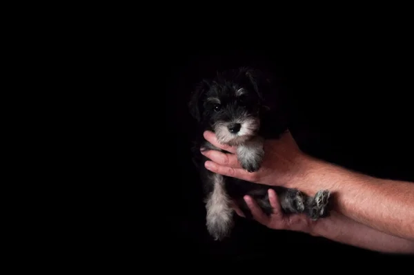 Schnauzer puppy in hands isolated on black background — Stock Photo, Image
