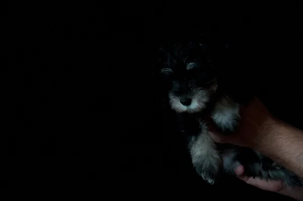 Schnauzer puppy in hands isolated on black background — Stock Photo, Image