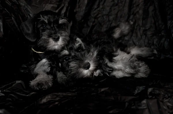 Two schnauzer puppies laying and sitting on the on black background — Stock Photo, Image