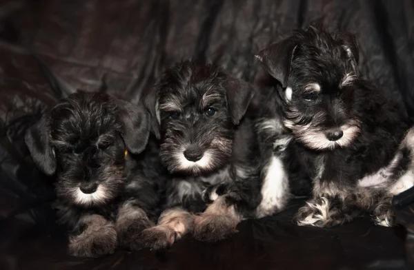 Three schnauzer puppies on black background — Stock Photo, Image