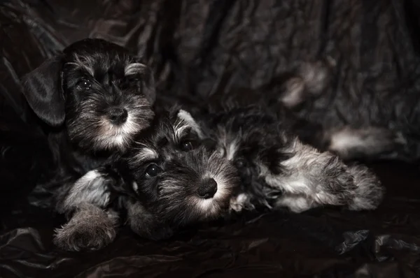 Két schnauzer kiskutyák fekete háttér — Stock Fotó