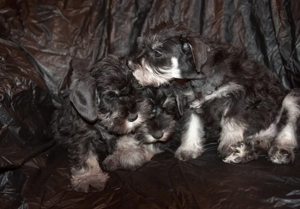 Three schnauzer puppies on black background — Stock Photo, Image