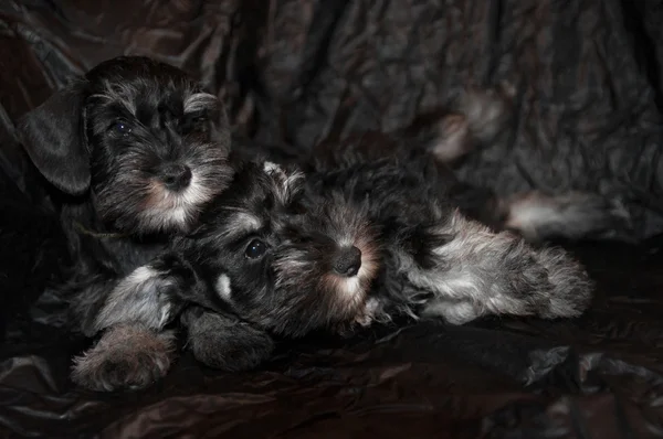 Két schnauzer kiskutyák fekete háttér — Stock Fotó