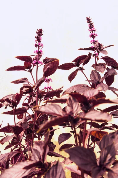 Basilic violet avec des feuilles et des fleurs sur fond blanc — Photo