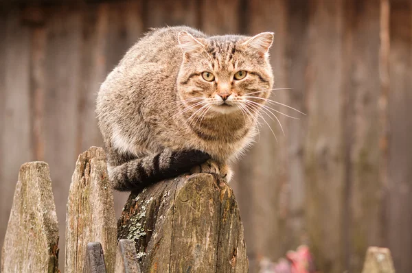 Кошка, сидящая на деревянном заборе — стоковое фото