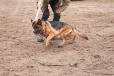 Training the alsatian dog running after the rope clipart
