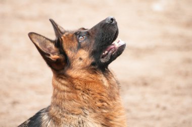 çoban köpeği kadar portre seyir