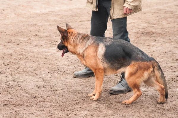 Shepherd dog on the training standing near the man's legs — Stock Photo, Image