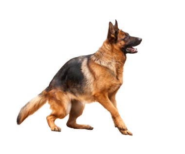 Beyaz arka plan üzerinde izole çoban köpeğinin portresi