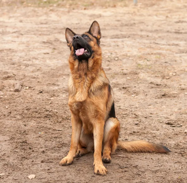 Portrét pastevecký pes sedí na zemi a vyhledávání — Stock fotografie