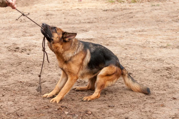 Cão alsaciano brincando e puxando a corda — Fotografia de Stock