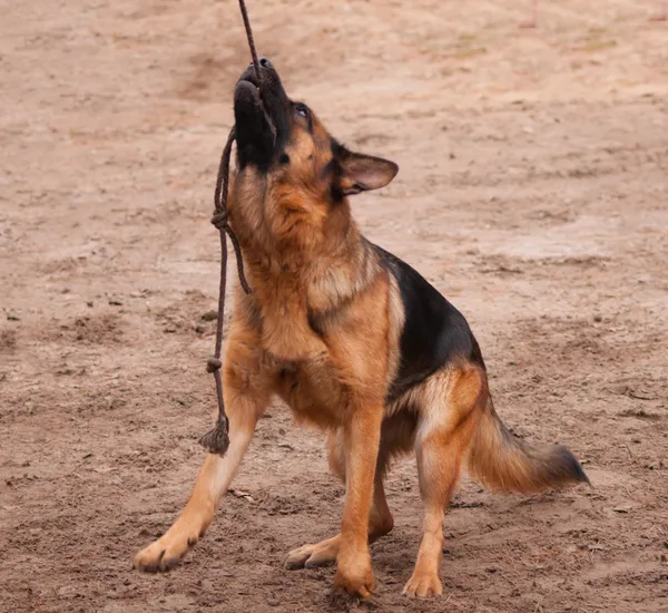 Shepperd dog holding the rope in his teeth and hanging on it — Stock Photo, Image