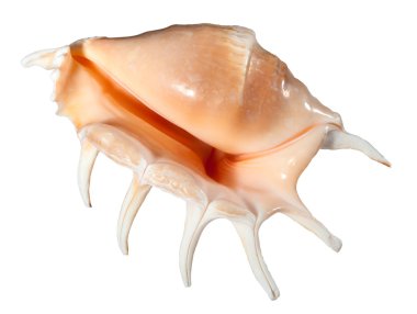 Beyaz arkaplanda deniz kabuğu izole