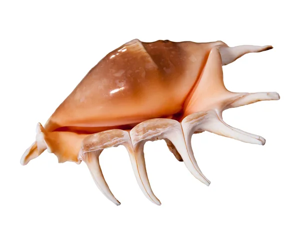 Beyaz arkaplanda deniz kabuğu izole — Stok fotoğraf