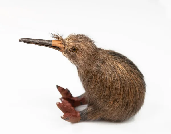 Kiwi jouet d'oiseau isolé sur le fond blanc — Photo