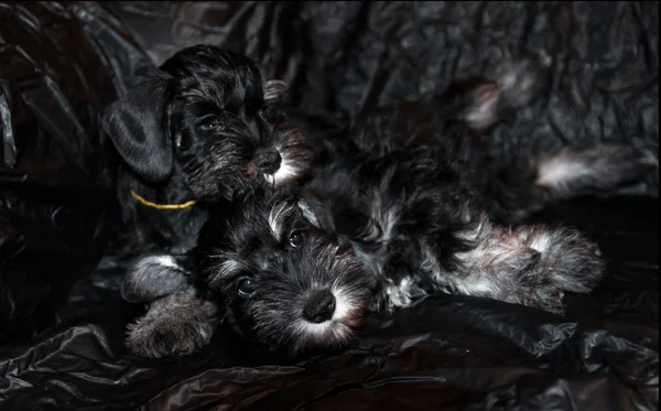 Portrait of two schnauzer puppies on black — Stock Photo, Image