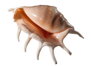 Beyaz arkaplanda deniz kabuğu izole