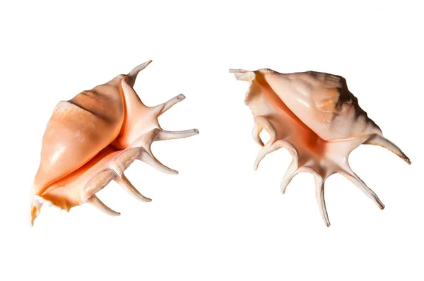 在白色孤立的两个贝壳 — 图库照片