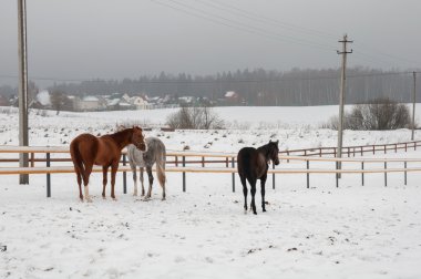 bir kış Eskiden atlar ayakta