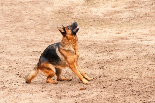 Shepherd dog standing on the ground preparing to jump or bark — Stock Photo, Image