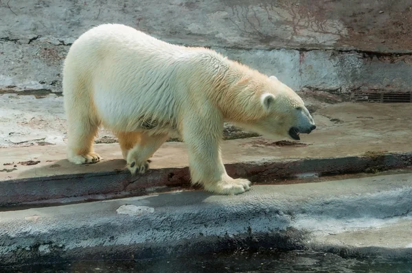 Polar white bear Stockafbeelding