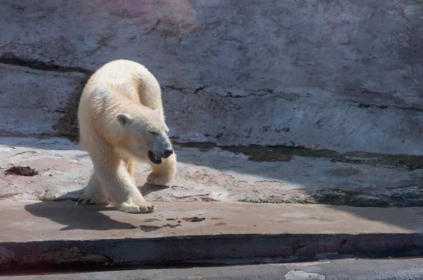 Urso polar andando e voltando — Fotografia de Stock