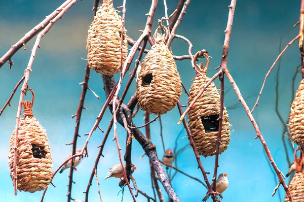 Pendurado nos ninhos de galhos dos pequenos pássaros africanos — Fotografia de Stock